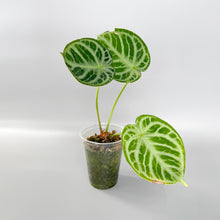 Load image into Gallery viewer, Image of Anthurium Silver Blush
