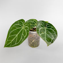 Load image into Gallery viewer, Anthurium &#39;SKG Silver x Red Crystallinum #444
